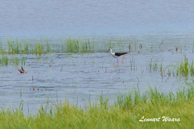 Styltlpare / Black-winged Stilt