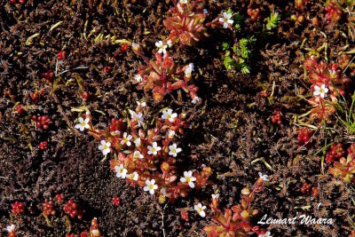 Vit fetknopp / White Stonecrop / Sedum album