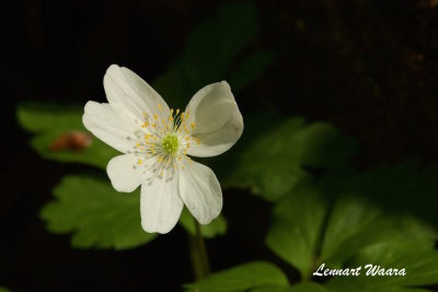 Vitsippa / Wood Anemone / Sedum album