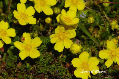 Ölands Solvända / Hoary Rock-rose / Helianthemum oelandicum