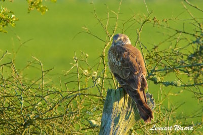 Montagues Harrier/ngshk/female