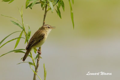 Sedge Warbler/Svsngare