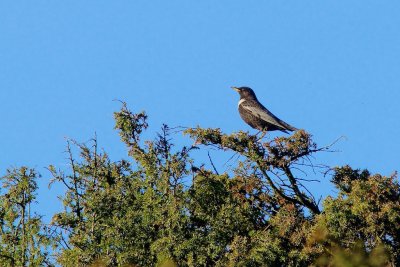 Ring Ouzel/Ringtrast