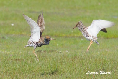 Ruff/Brushane/Males in mating plumage and mating game.