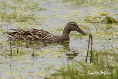 Mallard/Grsand