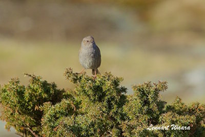 Dunnock/Jrnsparv