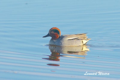 Common Teal/Kricka