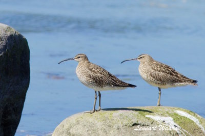 Whimbrel/Smspov