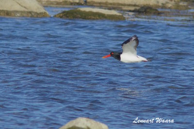 Eurasian Oystercatcher/Strandskata