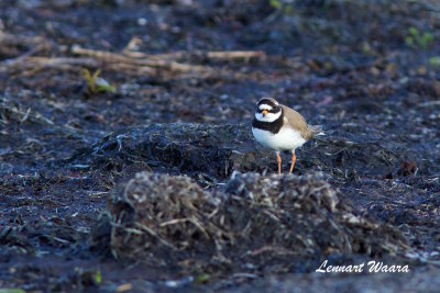 Common Ringed Plover/Större strandpipare
