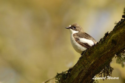 European Pied Flycatcher/Svart-vit flugsnappare/female