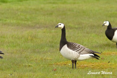 Barnacle Goose/Vitkindad Gs
