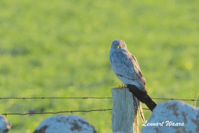 Montagues Harrier/ngshk/male