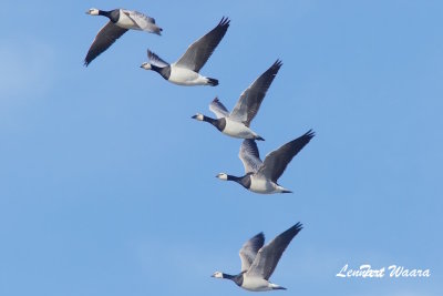 Barnacle Goose/Vitkindad Gs/migrating