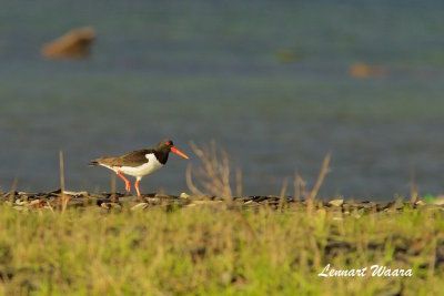 Eurasian Oystercatcher/Strandskata
