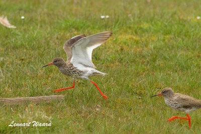 Common Redshank/Rdbena/in mating game