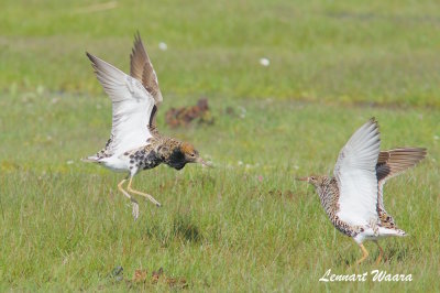 Ruff/Brushane/Males in mating plumage and mating game.