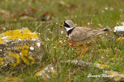 Common Ringed Plover/Större strandpipare
