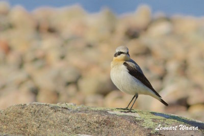 Northern Wheatear/Stenskvtta/male