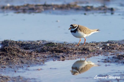 Common Ringed Plover/Strre strandpipare