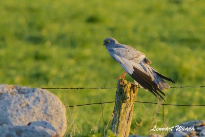 Montagues Harrier/ngshk/male