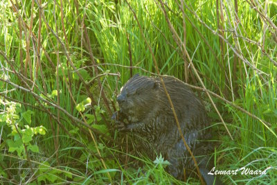 Beaver/Bver