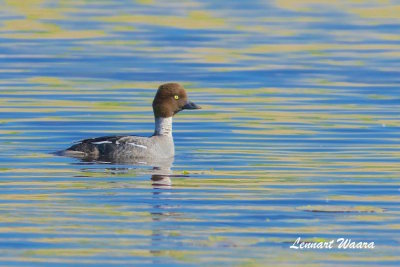 Common Goldeneye/Knipa/female