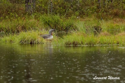 Red-throated Loon/Smlom/nesting