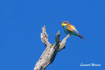 European Bee-eater/Bitare