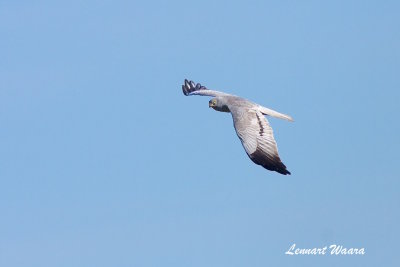 Montagues Harrier/ngshk/male