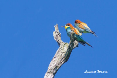 European Bee-eater/Bitare