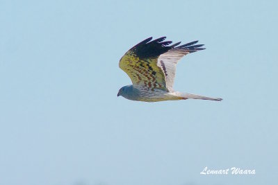 Montagues Harrier/ngshk/male