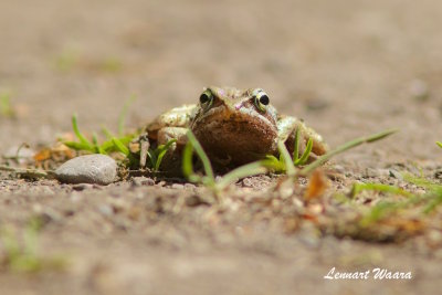 Brown frog/Rana temporaria/Vanlig groda, alt Rana Arvalis/kergroda