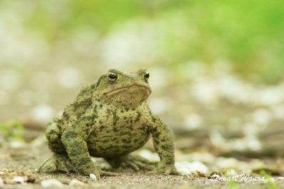 Common toad/Bufo bufo