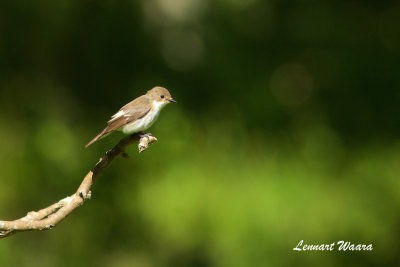 European Pied Flycatcher/Svartvit flugsnappare/female