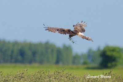 Montagues Harrier/ngshk/female with nesting material over the nest
