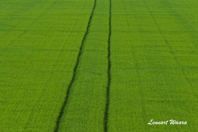 Growing wheat field.