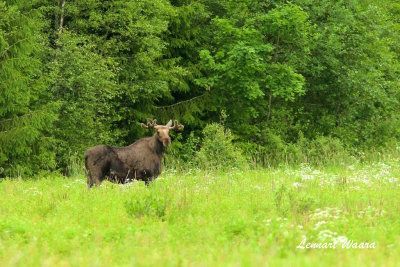 Moose/lg