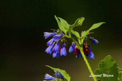 Fodervallrt / Rough Comfrey