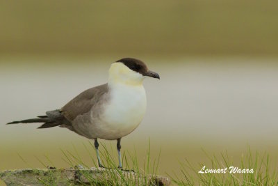 Long-tailed Jaeger/Fjlllabb