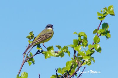 Yellow Wagtail/Gulrla/thunbergi
