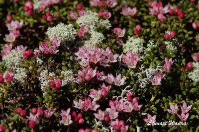 Krypljung / Trailing Azalea