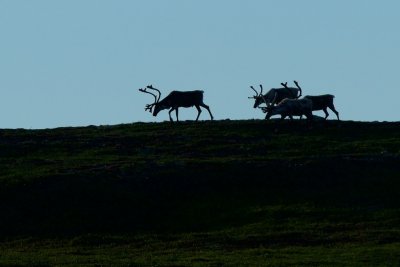 Reindeer on the mountain