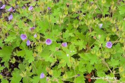 Svedjenäva/Geranium bohemicum III