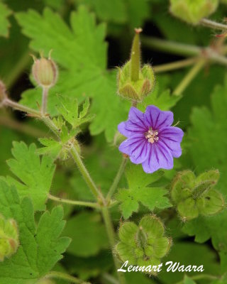 Svedjenäva/Geranium bohemicum IV