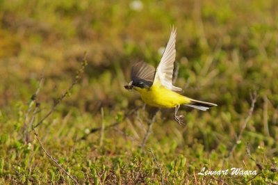 Yellow Wagtail/Gulrla/thunbergi