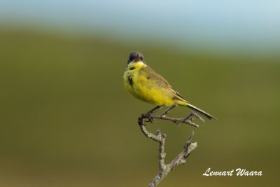 Yellow Wagtail/Gulrla/thunbergi