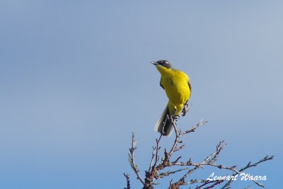 Yellow Wagtail/Gulrla/thunbergi