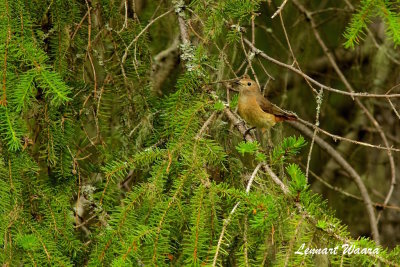 Common Redstart/Rdstjrt/female