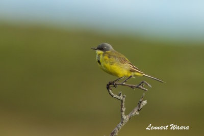 Yellow Wagtail/Gulrla/thunbergi